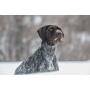 SportDOG Brand? No Bark 8 levels