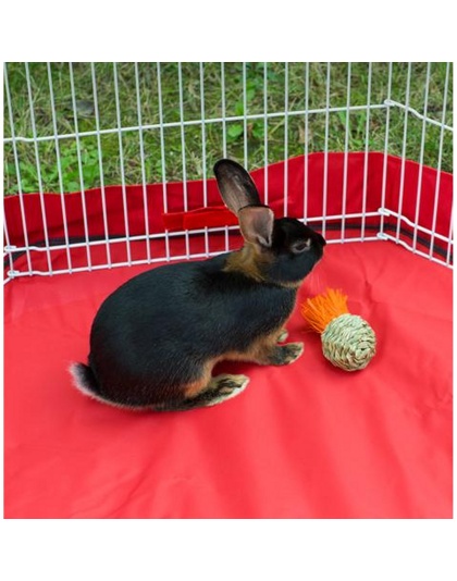 Prevue Pet Products Grassy Nibblers Squash - 1080