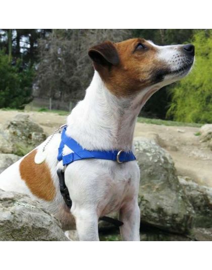 Blue - Freedom Harness - Large to 130 lbs.