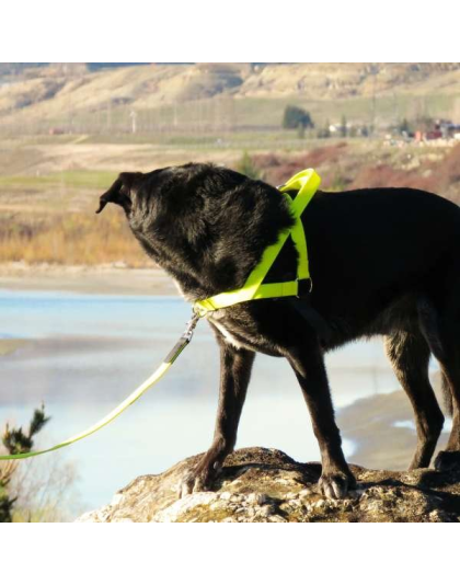 Orange - Freedom Harness - Large to 130 lbs.