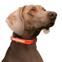 Orange - Play Glow Collar - 18"x1"