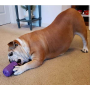 Orange Squeeze - SP Can Toy Durable Rubber Chew Toy & Treat Dispenser  - Small