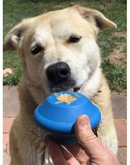 BLUE - SN Flying Saucer Durable Rubber Chew Toy & Treat Dispenser - Medium