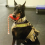 Black - USA-K9 Grenade Durable Rubber Chew Toy, Treat Dispenser, Reward Toy, Tug Toy, and Retrieving Toy - Large