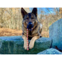 Black - USA-K9 Skull Durable Rubber Chew Toy, Treat Dispenser, Reward Toy, Tug Toy, and Retrieving Toy - Large