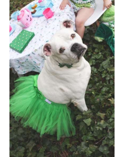 Green - Green Christmas Dog Tutu Skirt (Small) - Small