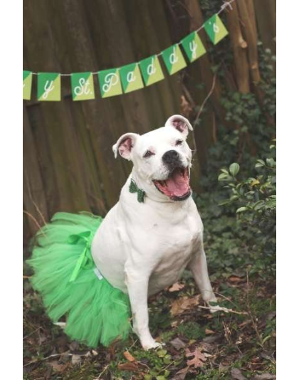 Green - Green Christmas Dog Tutu Skirt (Large) - Large