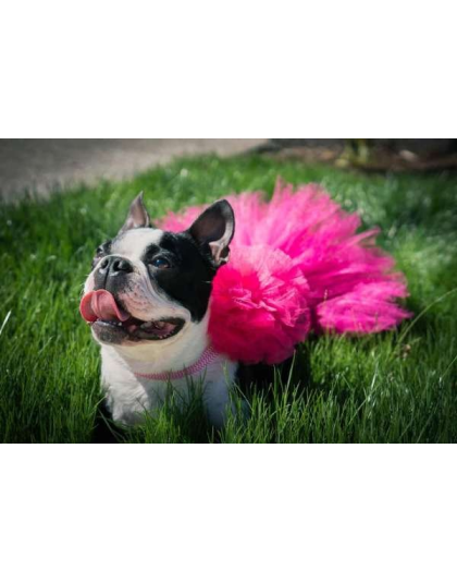Hot Pink - Hot Pink Dog Tutu Skirt (Small) - Small
