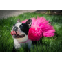 Hot Pink - Hot Pink Dog Tutu Skirt (Small) - Small