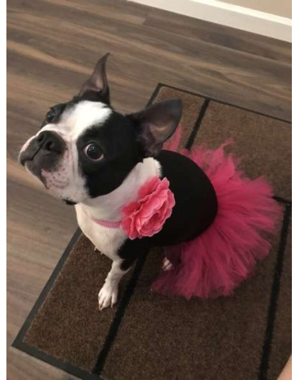 Hot Pink - Hot Pink Dog Tutu Skirt (Small) - Small