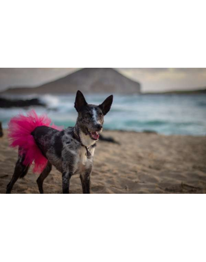 Hot Pink - Hot Pink Dog Tutu Skirt (Large) - Large