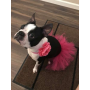 Hot Pink - Hot Pink Dog Tutu Skirt (XXL) - XXL