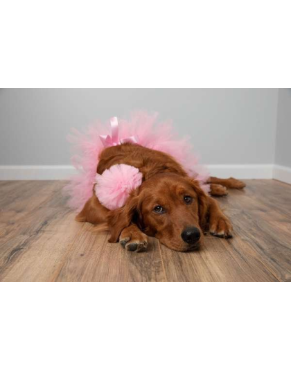 Light Pink - Light Pink Dog Tutu Skirt (Small) - Small
