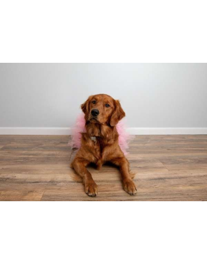 Light Pink - Light Pink Dog Tutu Skirt (Small) - Small