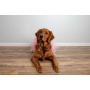 Light Pink - Light Pink Dog Tutu Skirt (Small) - Small