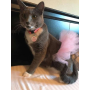 Light Pink - Light Pink Dog Tutu Skirt (Small) - Small