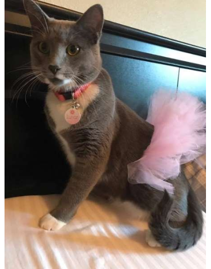 Light Pink - Light Pink Dog Tutu Skirt (XXL) - XXL