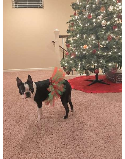 Red/Green - Red and Green Christmas Dog Tutu Skirt (Medium) - Medium