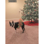 Red/Green - Red and Green Christmas Dog Tutu Skirt (Medium) - Medium