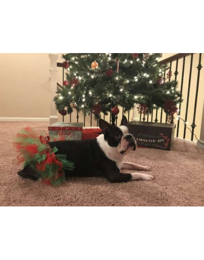 Red/Green - Red and Green Christmas Dog Tutu Skirt (Small) - Small
