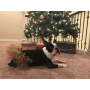 Red/Green - Red and Green Christmas Dog Tutu Skirt (Small) - Small