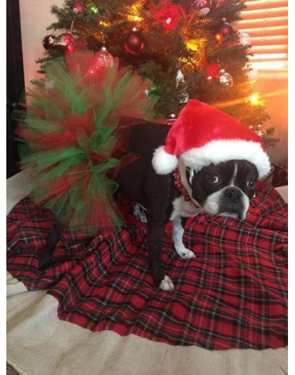 Red/Green - Red and Green Christmas Dog Tutu Skirt (Small) - Small