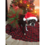 Red/Green - Red and Green Christmas Dog Tutu Skirt (Small) - Small