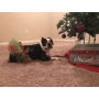 Red/Green - Red and Green Christmas Dog Tutu Skirt (XXL) - XXL