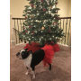 Red - Red Christmas Dog Tutu Skirt (Medium) - Medium