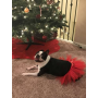 Red - Red Christmas Dog Tutu Skirt (Small) - Small