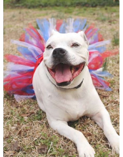 Red/White/Blue - Red/White/Blue 4th Of July Dog Tutu Skirt (Small) - Small