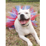 Red/White/Blue - Red/White/Blue 4th Of July Dog Tutu Skirt (Small) - Small