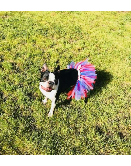 Red/White/Blue - Red/White/Blue 4th Of July Dog Tutu Skirt (Small) - Small