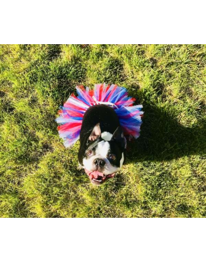 Red/White/Blue - Red/White/Blue 4th Of July Dog Tutu Skirt (Small) - Small