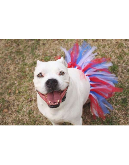 Red/White/Blue - Red/White/Blue 4th Of July Dog Tutu Skirt (Large) - Large
