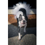 White - White Bridal Dog Tutu Skirt (Large) - Large