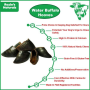 Black - WATER BUFFALO HOOVES-100% Natural, High Protein, Long-Lasting, Grain-Free, Gluten-Free, Dog Dental Treat & Chews, 4 COUNT-10 oz - Large