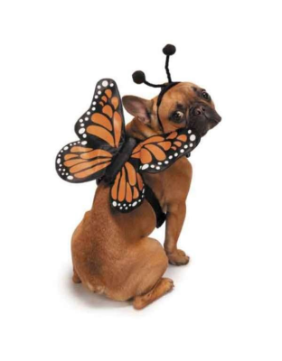 Orange - ZZ Butterfly Glow Harnesses Costume  - Large