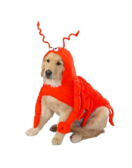 Casual Canine Lobster Paws Costume  - XXL