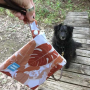 Rust Orange - Monstera + Banana Yucky Puppy Dog Poop Bag Holders - 6.75x6.25
