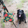 Green/Orange/Yellow - Yucky Puppy Autumn Dog Poop Bag Holders - 7x6.25