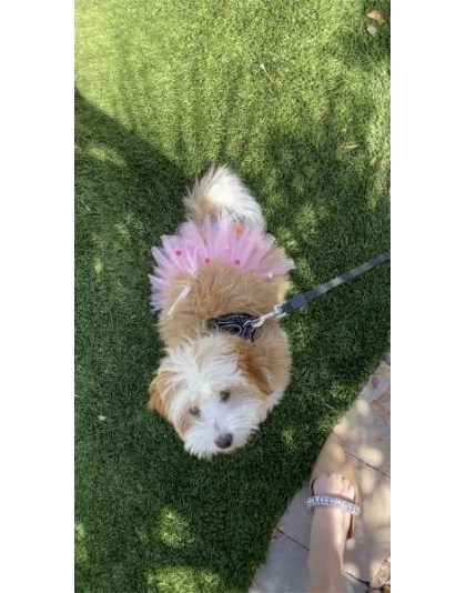 Pink - Pink Pom Pom Dog Tutu Skirt (XXL) - XXL