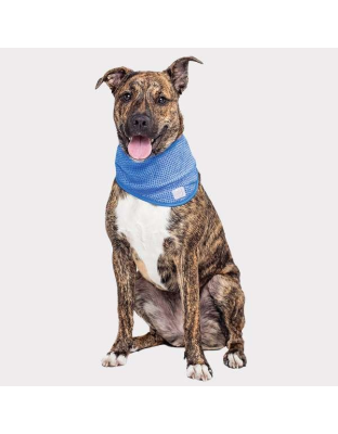 Blue - GF Pet  Ice Band   - Small/Medium