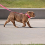Neon Pink - GF Pet  Reflective Collar - Small