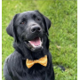 Llama Yellow - Cutie Ties Dog Bow Tie - One Size