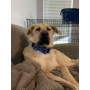 Mac and Cheese Blue - Cutie Ties Dog Bow Tie - One Size