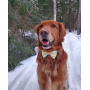 Rubber Duck - Cutie Ties Dog Bow Tie - One Size