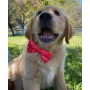 Fish Bone Red - Cutie Ties Dog Bow Tie - One Size