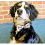 Football - Cutie Ties Dog Bow Tie - One Size