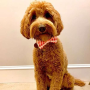 Ice Pops - Cutie Ties Dog Bow Tie - One Size